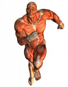 Schneller Laufen durch Krafttraining zeigt einen Bodybuilder als Beispiel dafür, dass man mit Muskeln schneller laufen kann