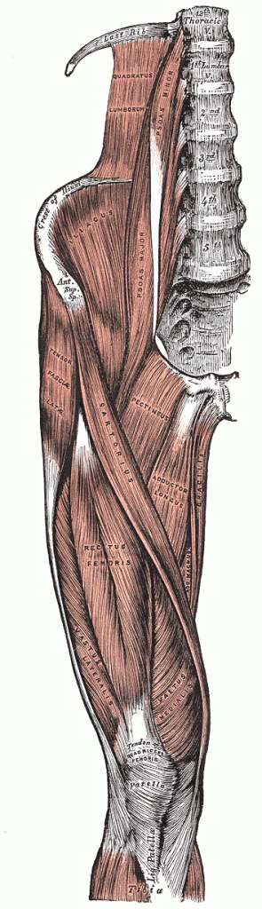 Anatomie des M. iliopsoas